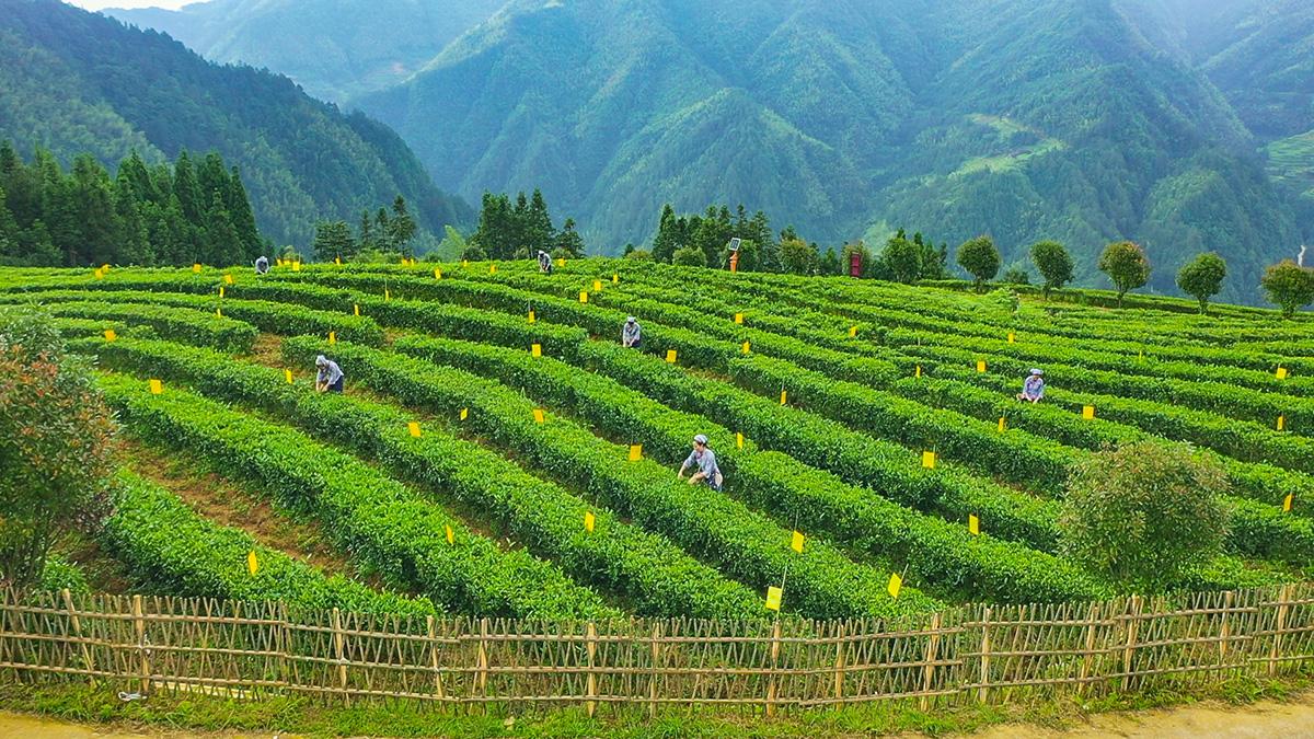 湖南红茶推荐品牌有哪些,湖南红茶十大名牌排行榜