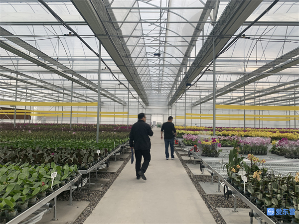 新春走基层·访百企丨黄河口兰花谷：百种兰花等你来邂逅