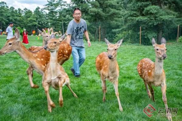 昆明春节旅游攻略图文介绍,兔年春节这份攻略带你玩转昆明