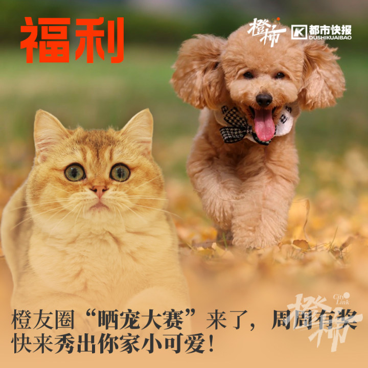 喜欢和主人互动的动物,金丝熊波妞