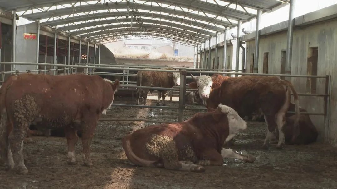 农牧区肉牛产业扶贫,发展肉牛产业乡村振兴