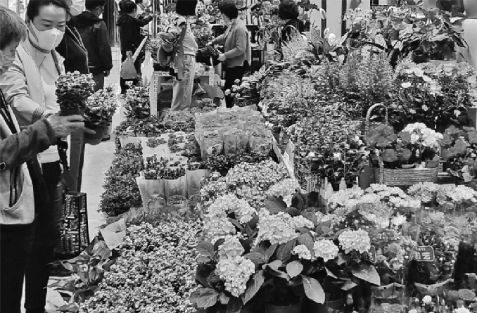 沈阳花卉批发市场营业时间,沈阳花卉市场春节开放的有哪些