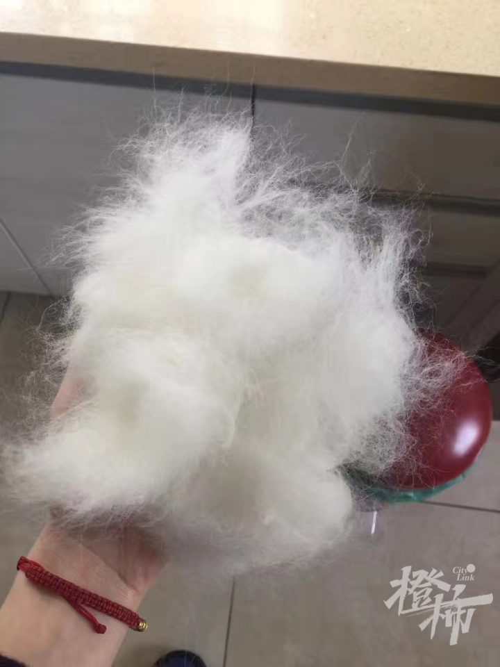 毛孩子掉毛如何处理,毛孩子掉毛怎么清理