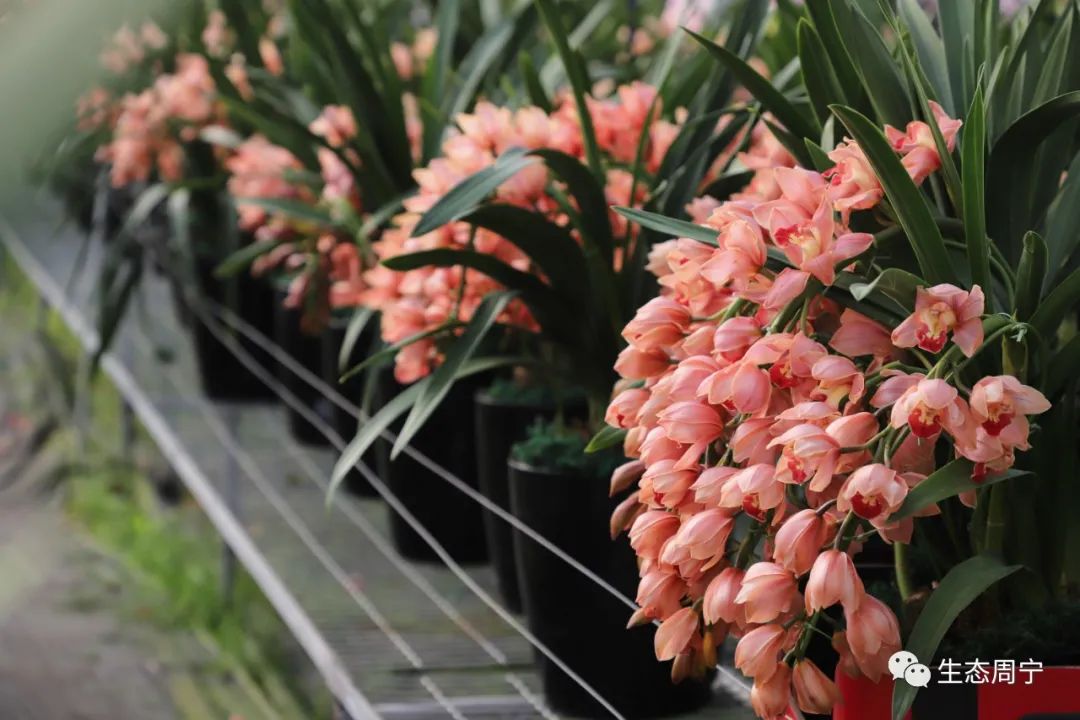 深学争优敢为争先实干争效|专访周宁县委书记袁华军