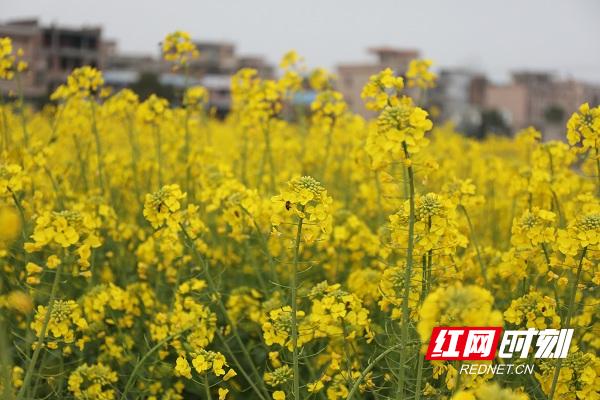 新田油菜花开扮靓乡村春景,油菜花开蜜蜂采蜜