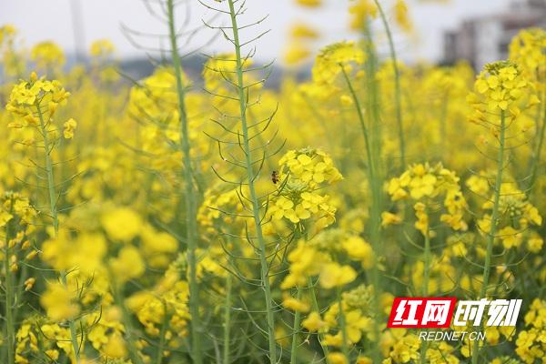 湖南新田油菜花,永州新田油菜花开壮观如雪景组图