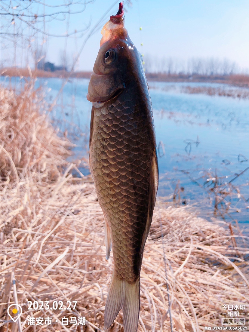 白马湖禁止钓鱼吗,白马湖朝阳河禁钓吗
