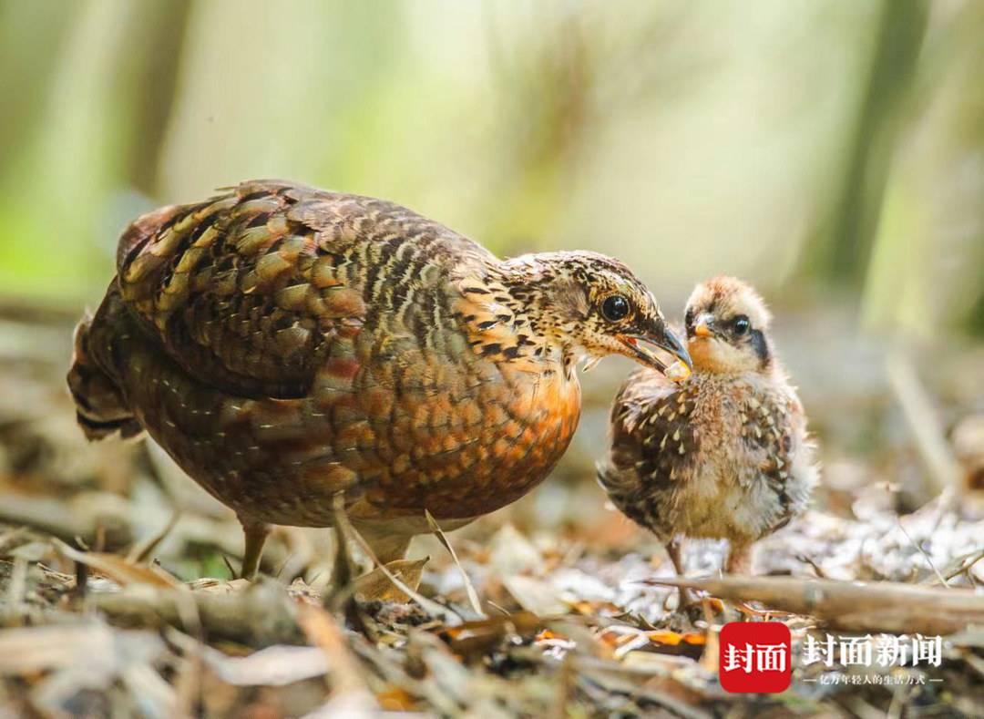山上野生鹧鸪,野生动植物灭绝的原因