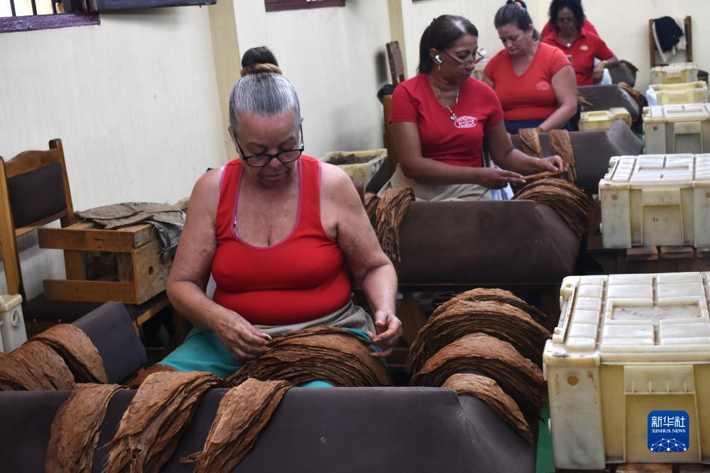 走进古巴雪茄文化,古巴雪茄纪录片