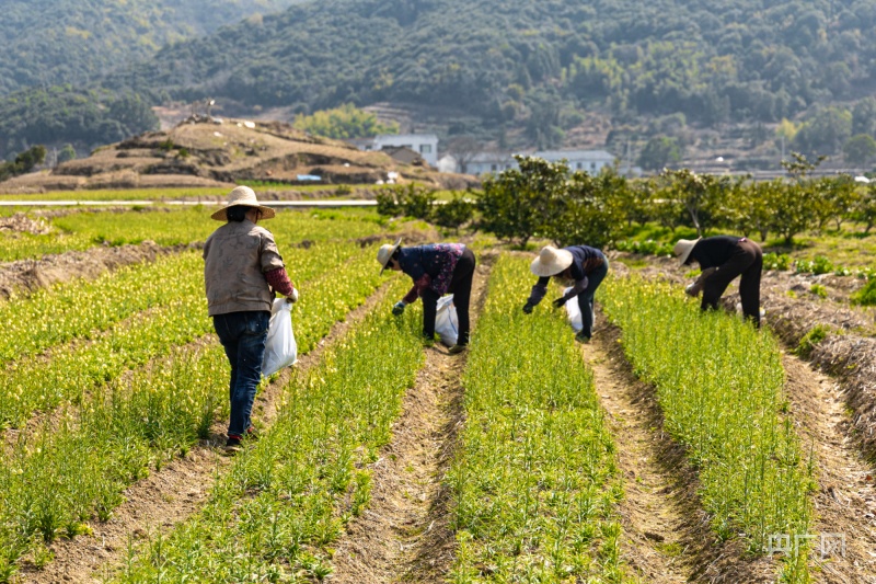 打造一支强大的乡村振兴人才队伍,凝聚乡村力量凸显农村新气象
