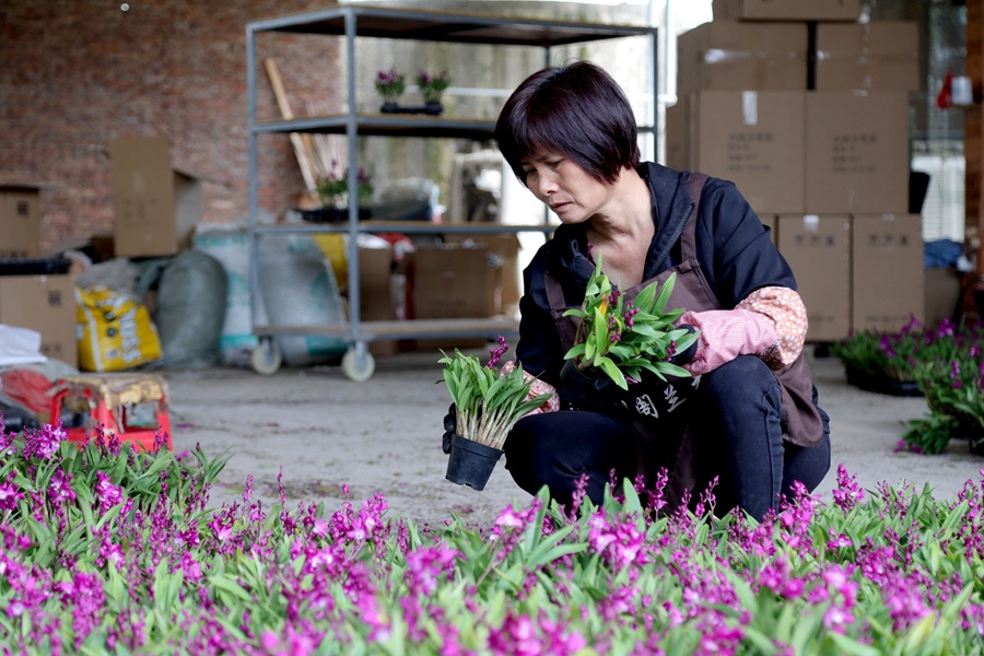 福建南靖兰花触“网”香飘致远绽放“美丽经济”