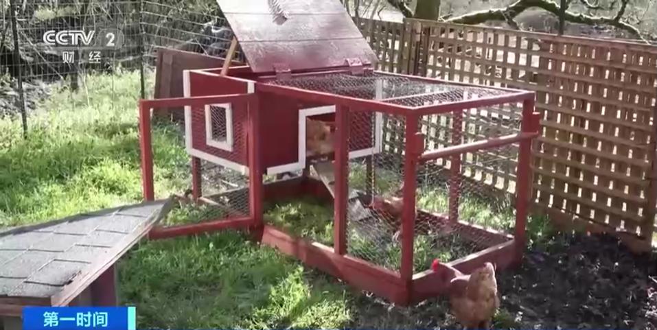 美国流行“租母鸡”!租赁套餐“月租”超千元！都包含啥？