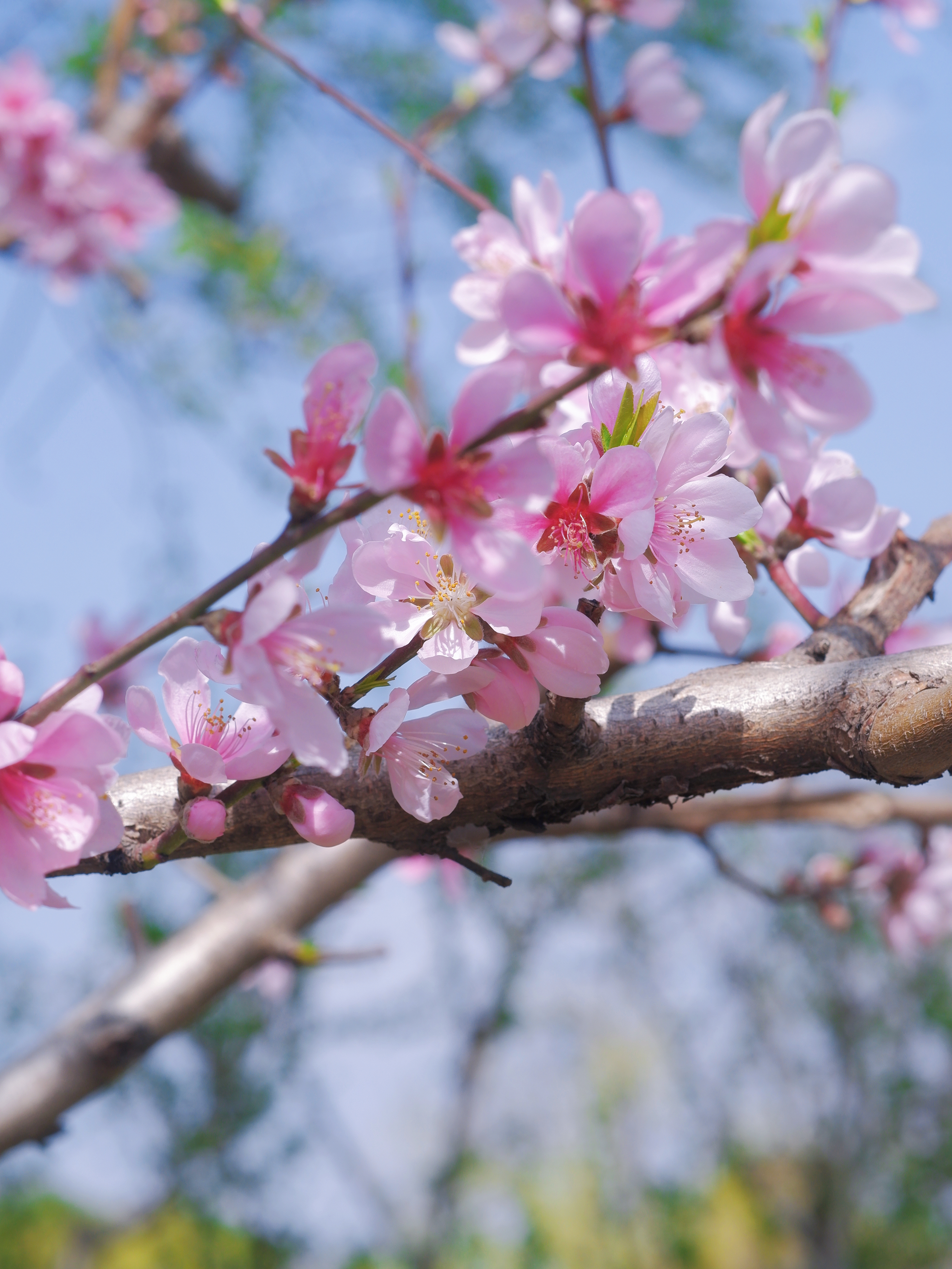 3月赏花全攻略,上班路上赏花走花路