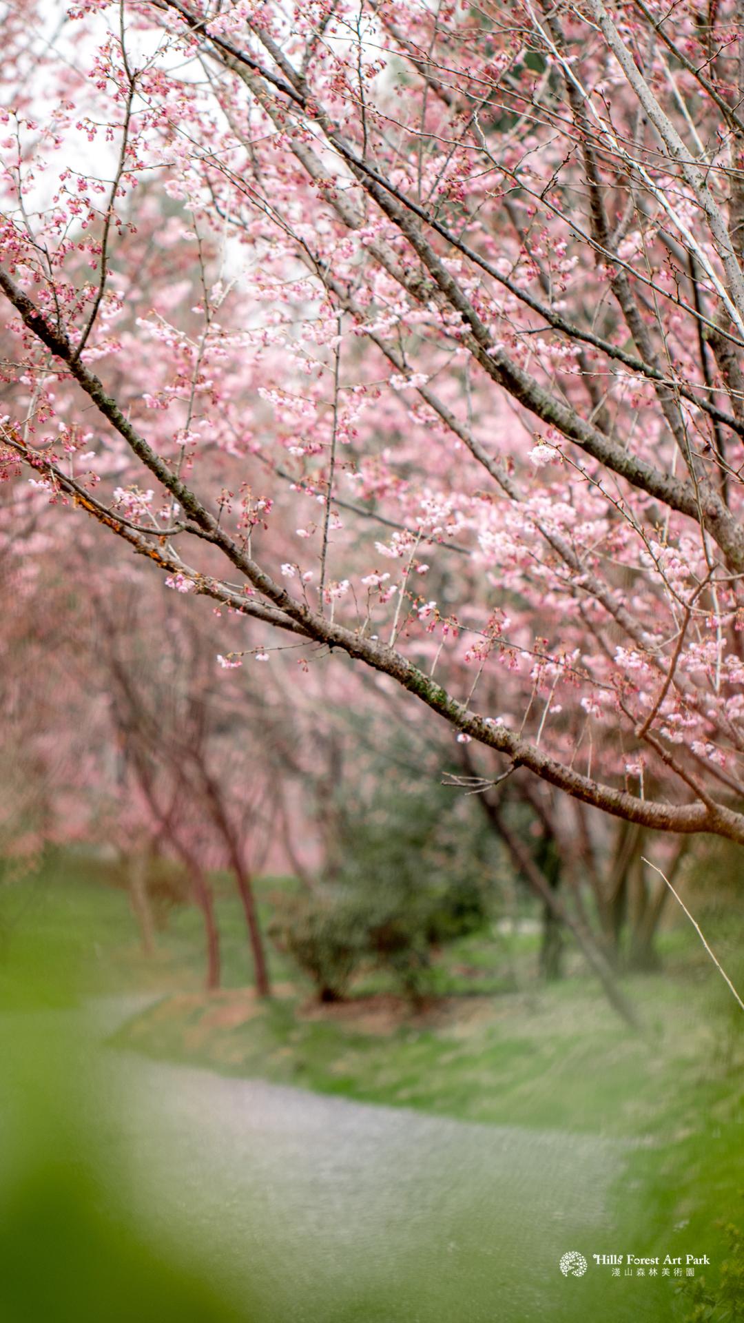 荆州赏樱,中国十大赏樱胜地最值得去的