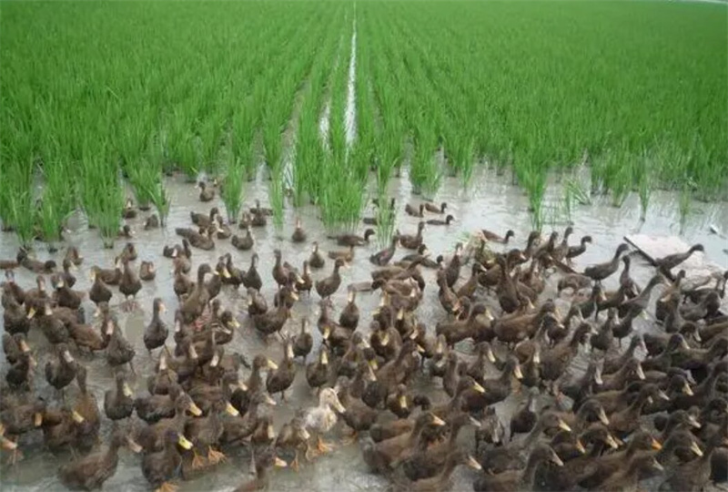 麻鸭当“红娘”莲藕走亲戚襄阳宜城跨区域*党**建“手牵手”牵出“新机遇