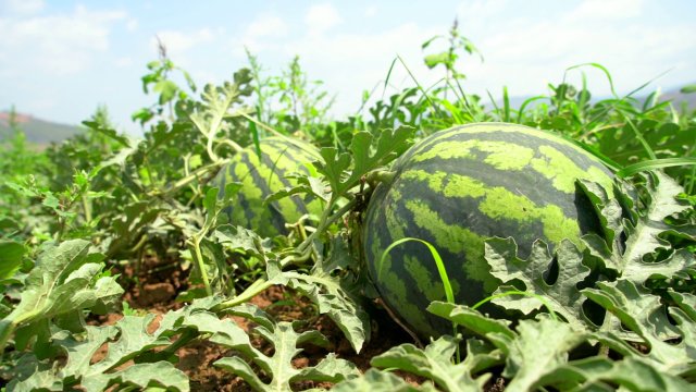 有一种叫云南的生活|保山昌宁:“四季产业”促增收,瓜甜果大菜蔬香