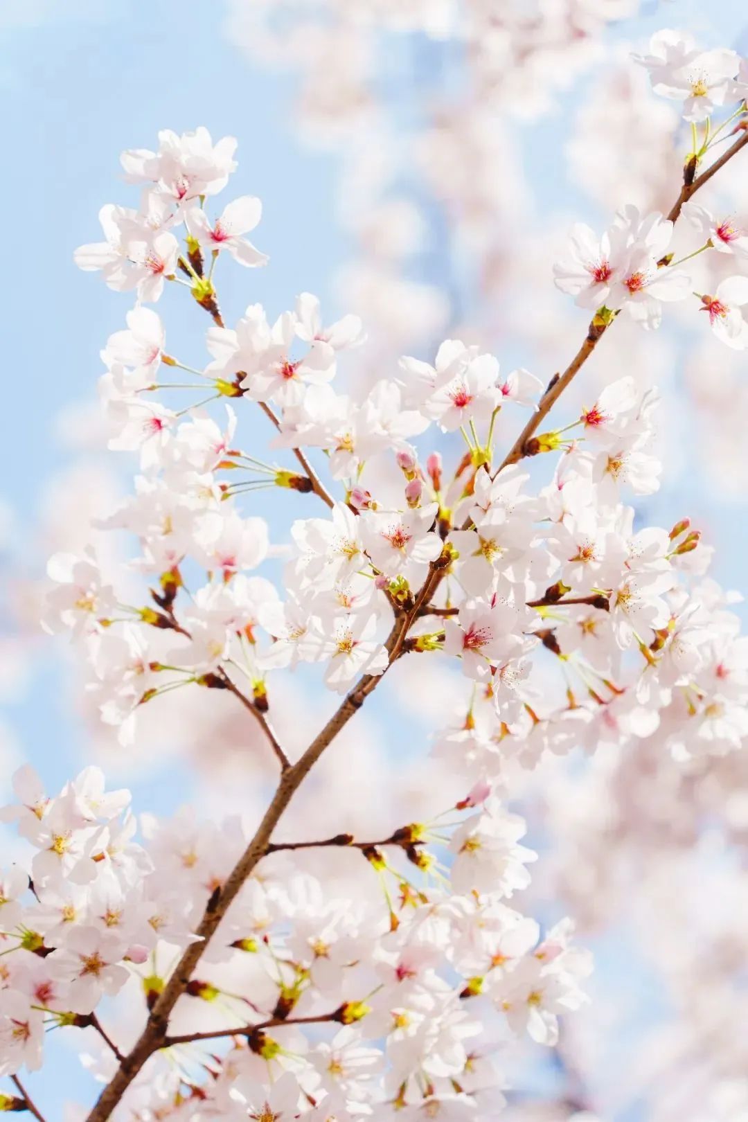春日赏花先识花，识花先看这一篇~