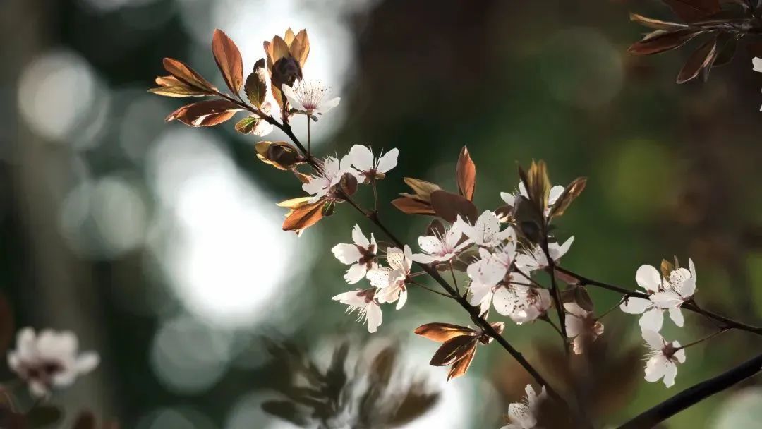 春日赏花先识花，识花先看这一篇~