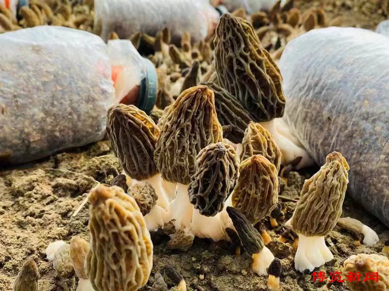 楂橀潚涔℃潙缇庢櫙缁樼敾,楂橀潚鏃呮父鎶曡祫椤圭洰