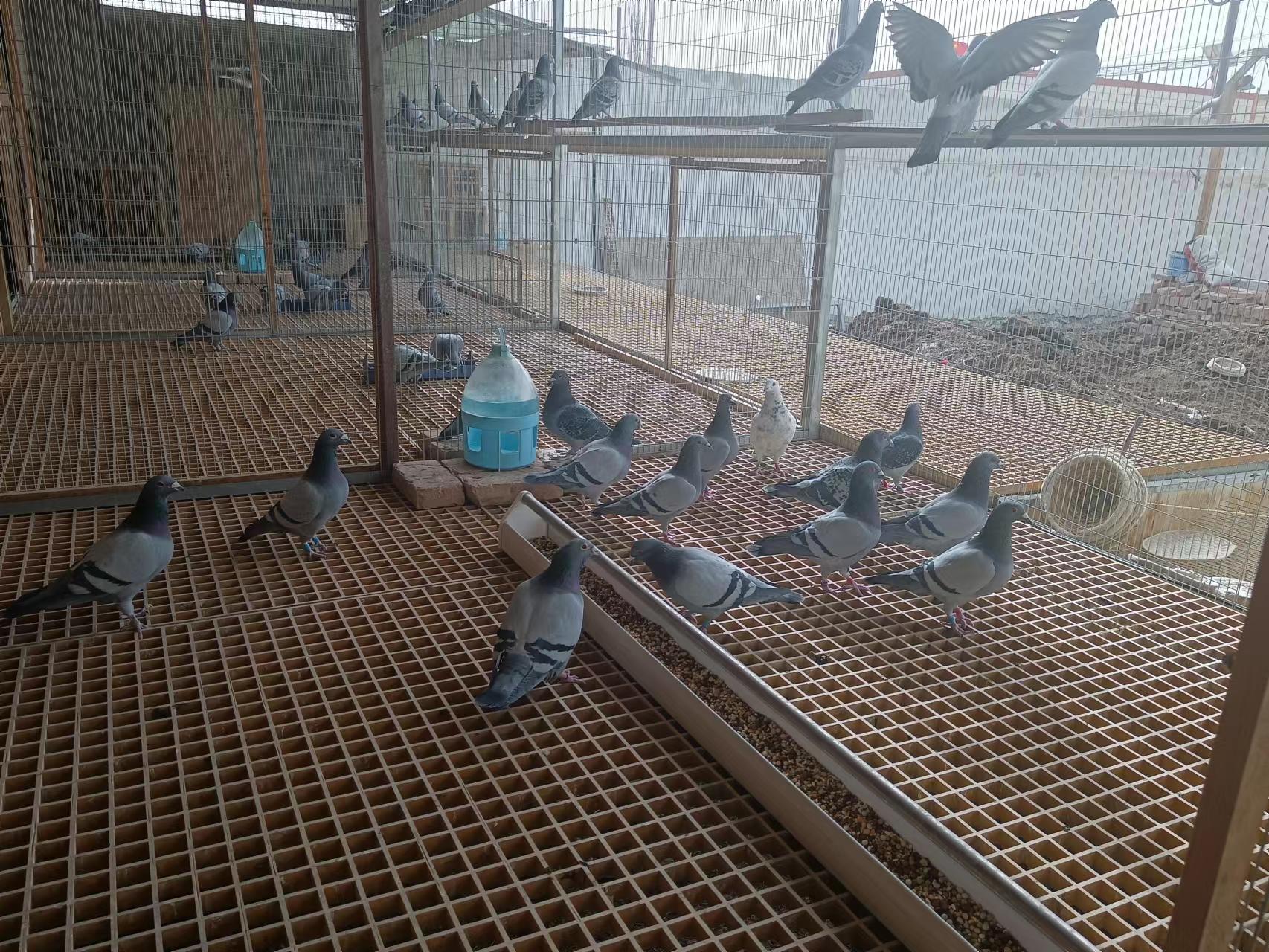 兰干乡结帕尔村：养鸽养出致富路村民唱响致富“鸽”