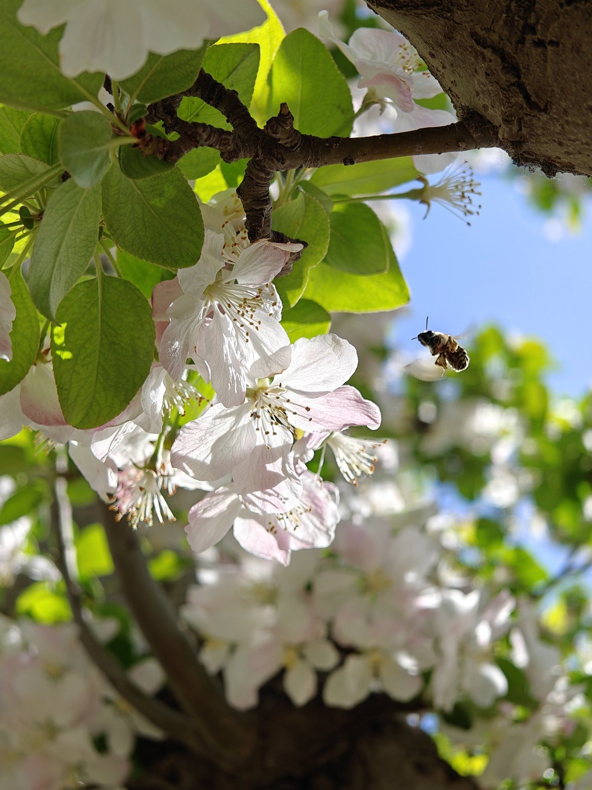 oppofindx6pro,oppofindx6pro鐪熷疄浣撻獙鎷嶇収