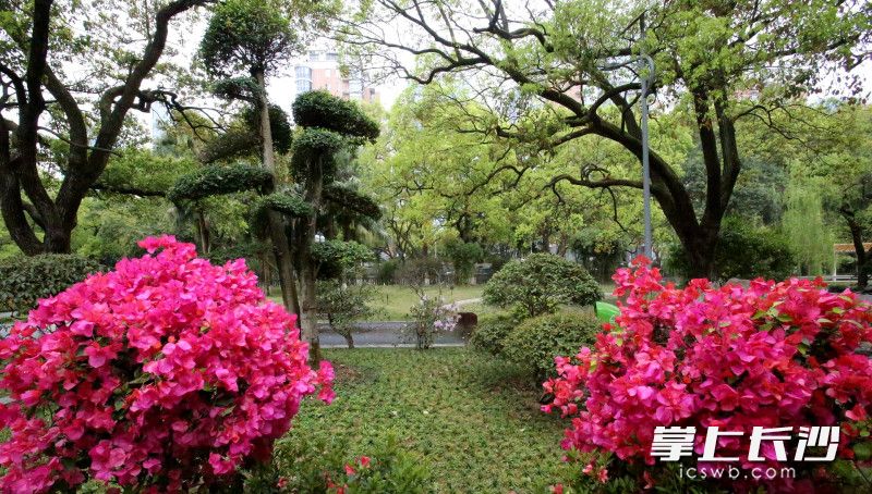 芳草园手绘地图,芳草优美落英缤纷图片