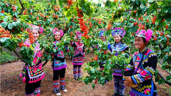永仁樱桃采摘园,永仁樱桃采摘