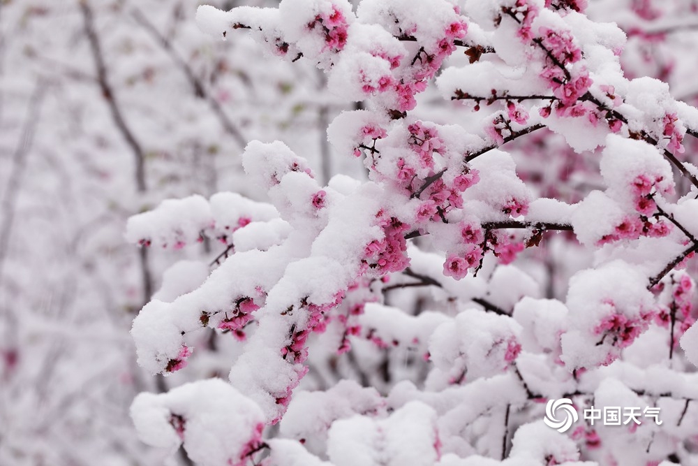 北方多地四月飞雪一组图看各地白雪覆盖穿越回隆冬
