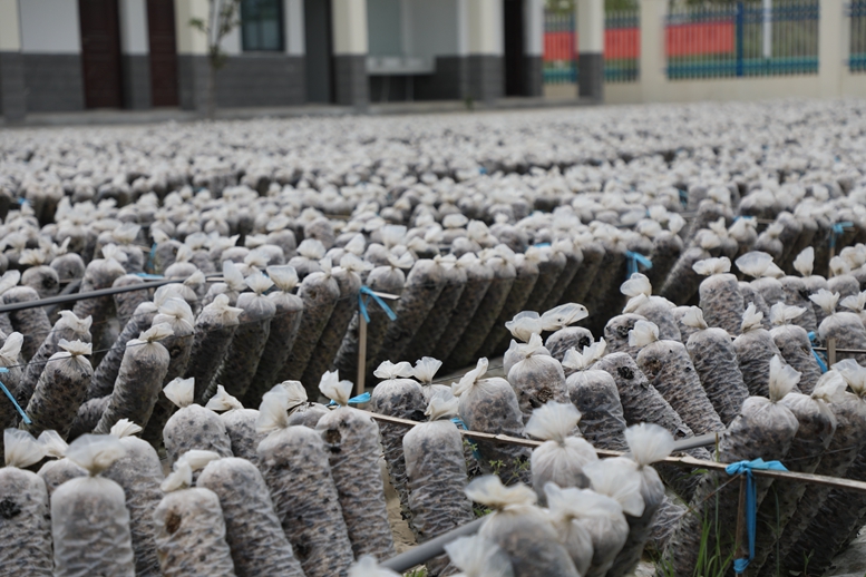 《破局乡村振兴》的金句,破题乡村振兴
