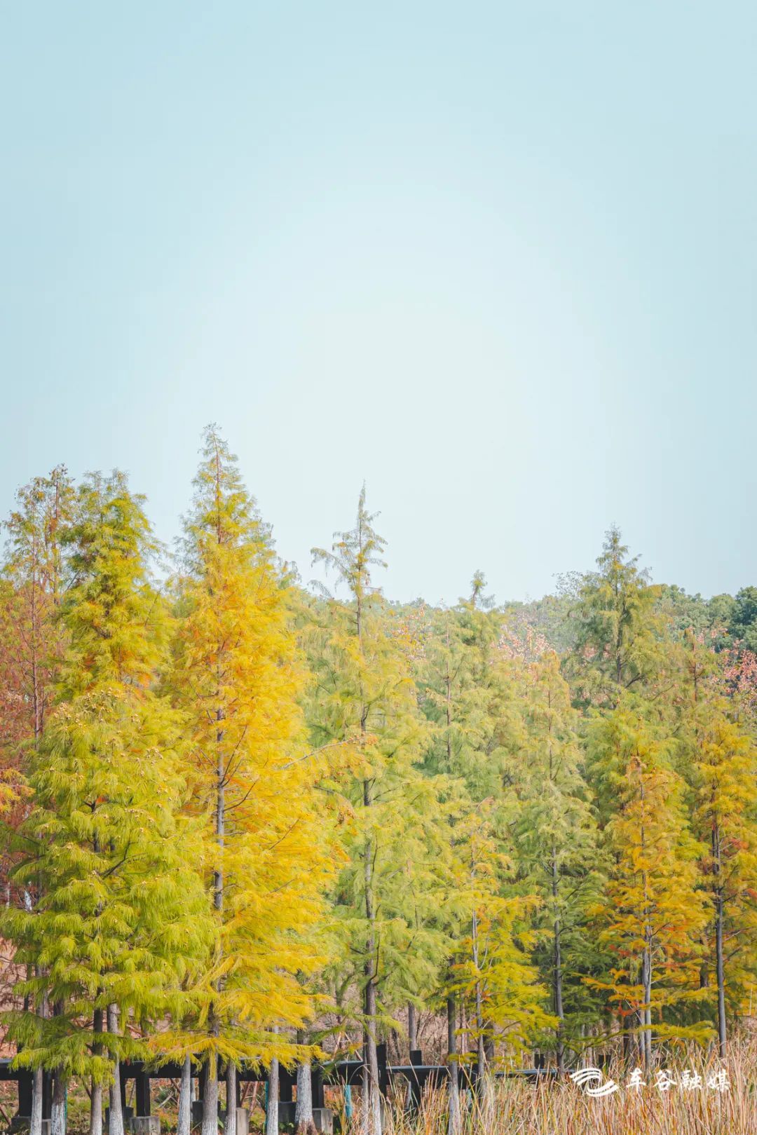骑车打卡绿道,东湖绿道骑行享受闲暇时光