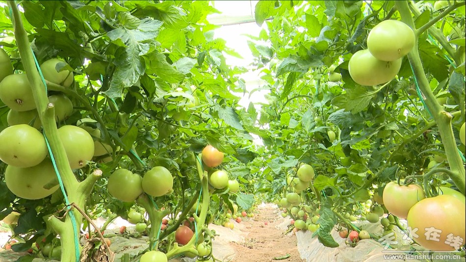 农业产业脱贫增收,秦州区全国农业绿色发展先行区