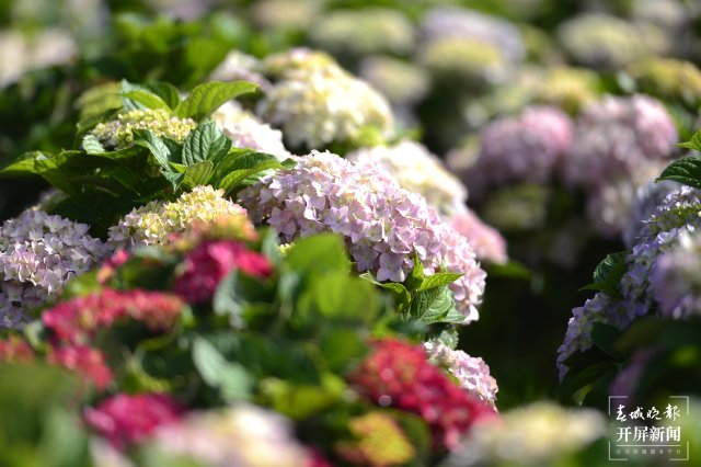 云南海埂公园万亩绣球花公园,昆明海埂公园绣球花美景