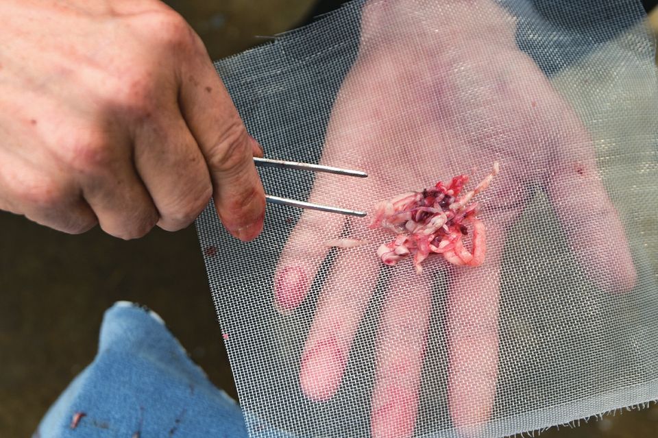 养泥鳅走上致富路,不少人依靠养殖泥鳅走上致富之路