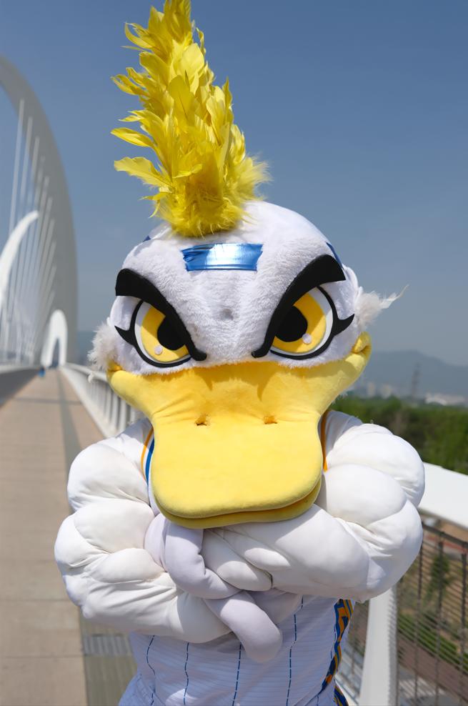 北京首钢霹雳鸭,首钢霹雳鸭