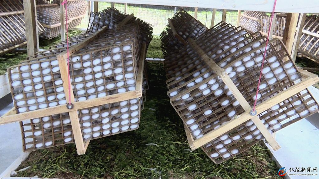 第一批蚕几月出,第一批春蚕茧