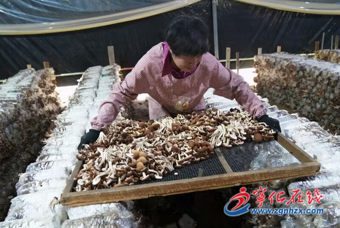 福建武平小菌菇撑起致富伞,宁化野茶树菇