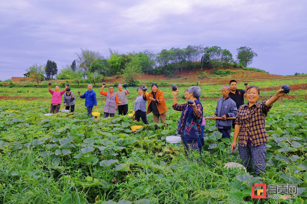 贝贝南瓜扶贫户,贝贝南瓜惠民农场