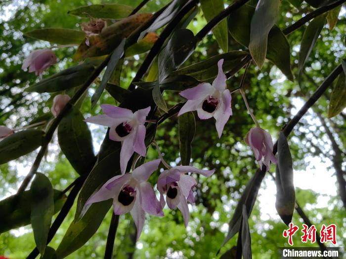 珍稀物种石斛,广东始兴石斛