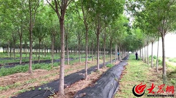 阳信:小蚯蚓“钻”出林下致富路