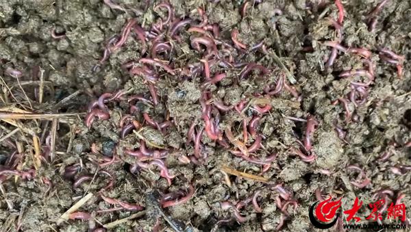 阳信:小蚯蚓“钻”出林下致富路