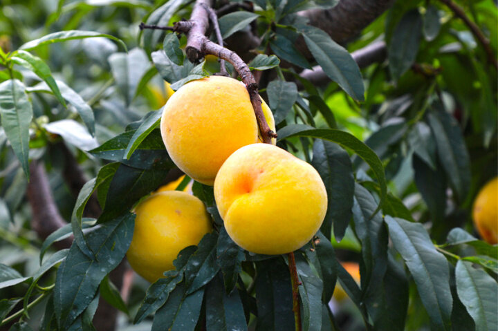 富源黄桃基地,黄桃喜获丰收带动贫困户致富