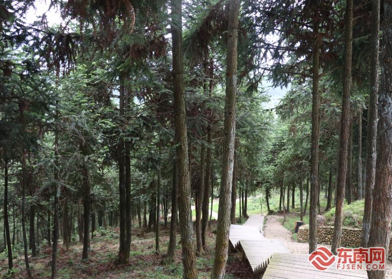 做足“绿”文章勇于“碳”新路