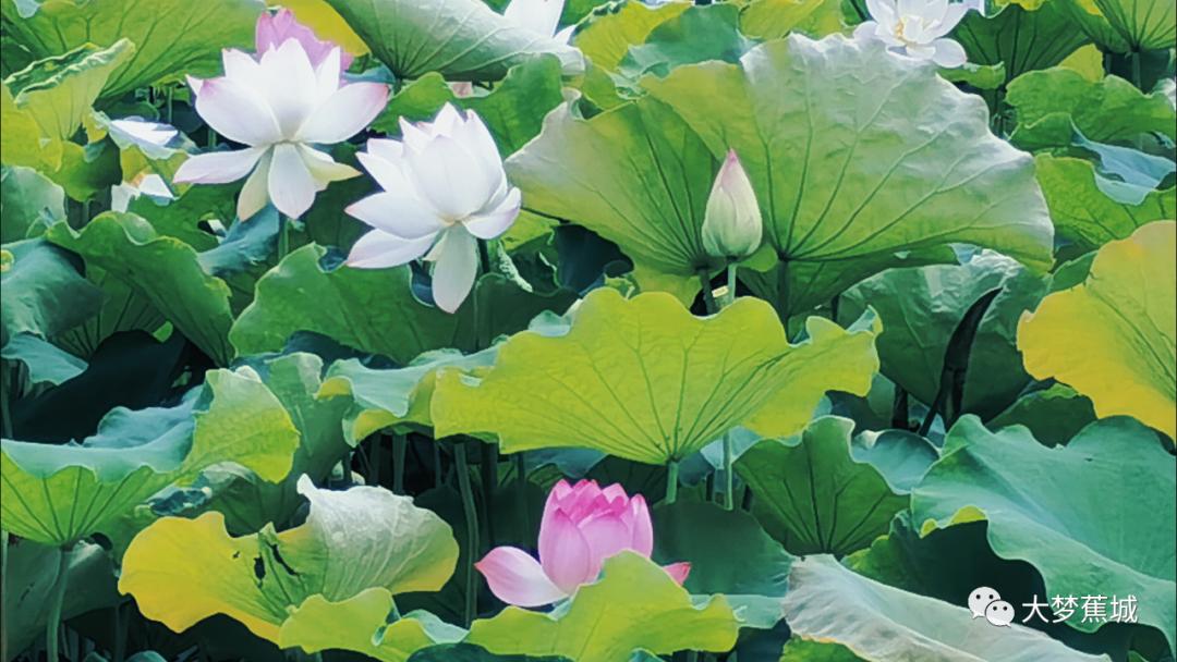 又是一年荷花盛开的季节荷花真美,又到了一年欣赏荷花季节