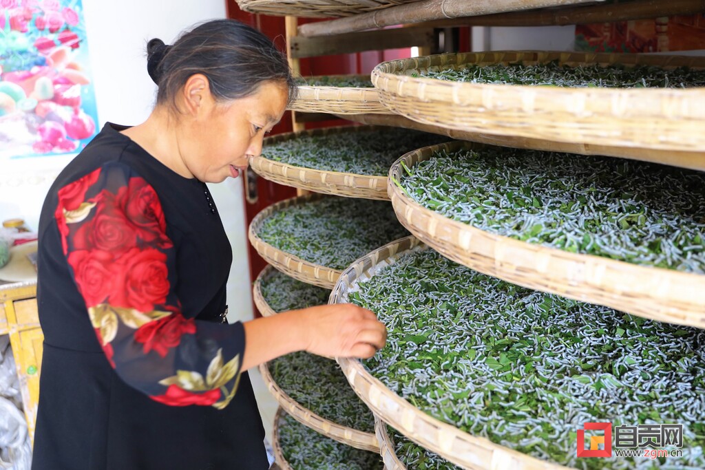 贡井区双观村：“桑田蚕语”里的致富经