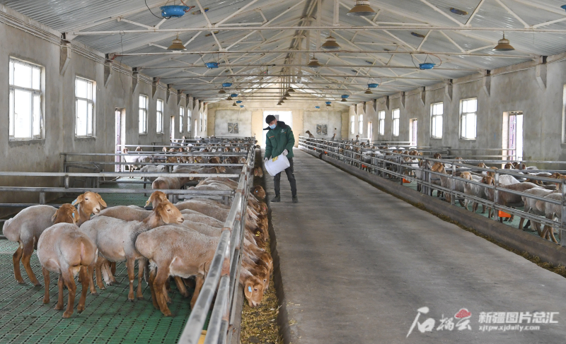 新疆皮山多胎红羊多少钱一只,皮山红羊有什么特点