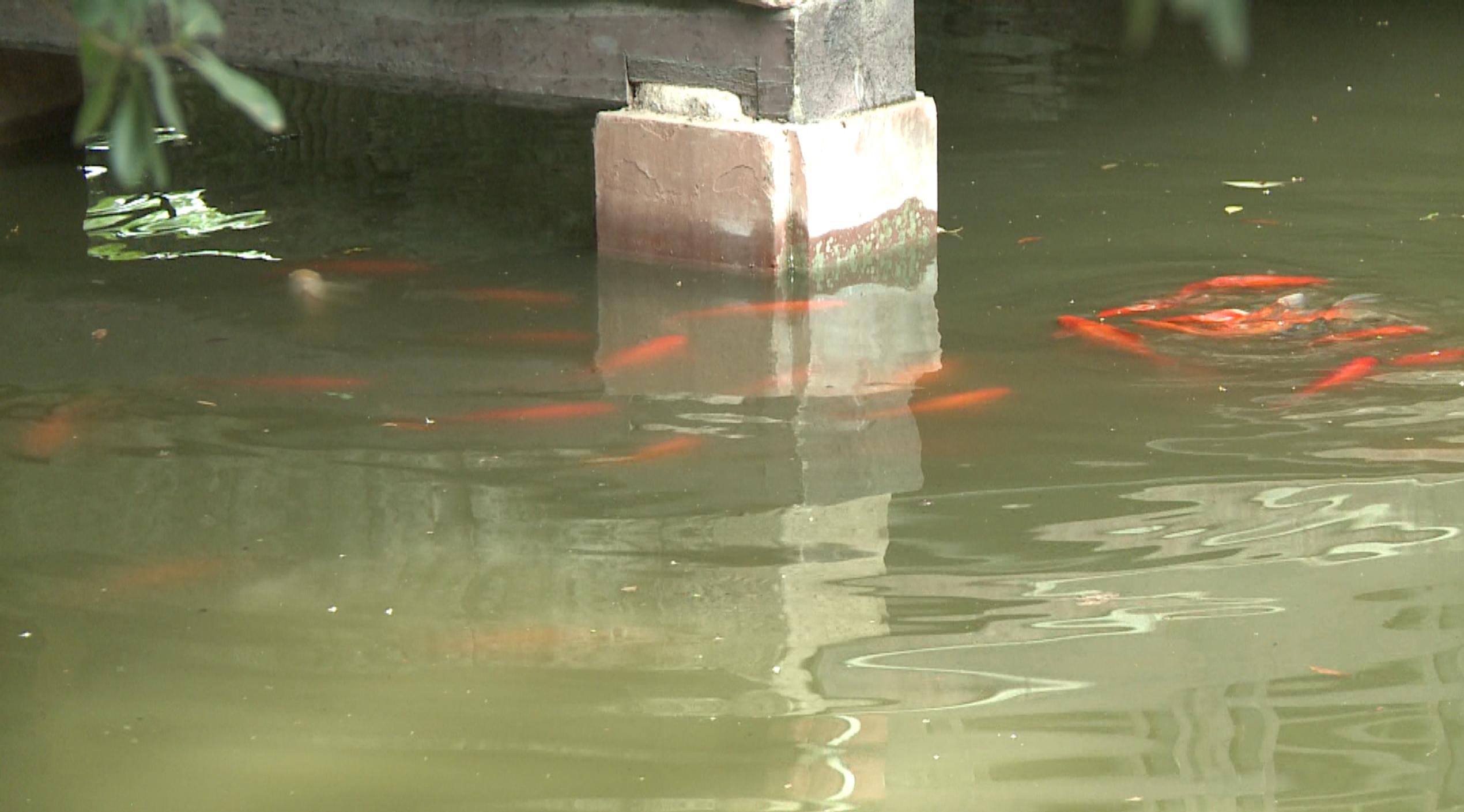 鱼跃水面有什么征兆,鱼跃水面是什么征兆