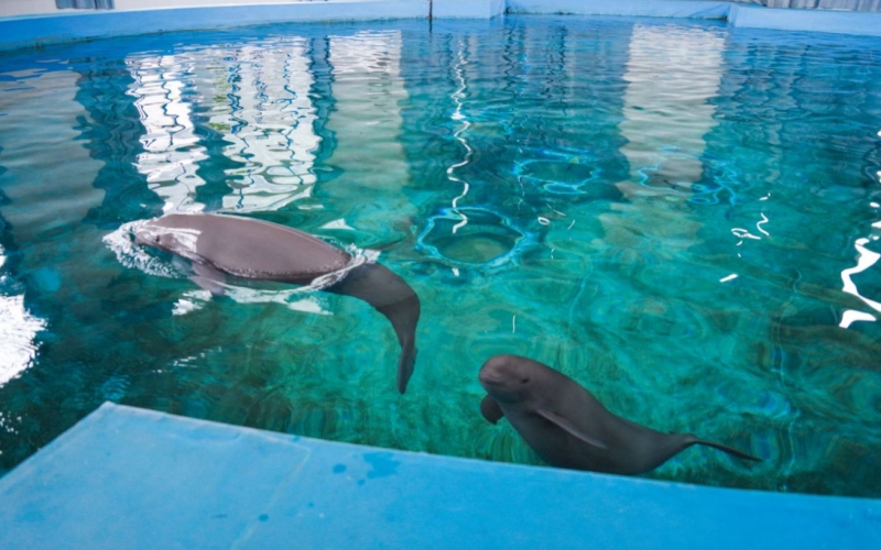 雌性长江江豚,江豚人工繁育全国