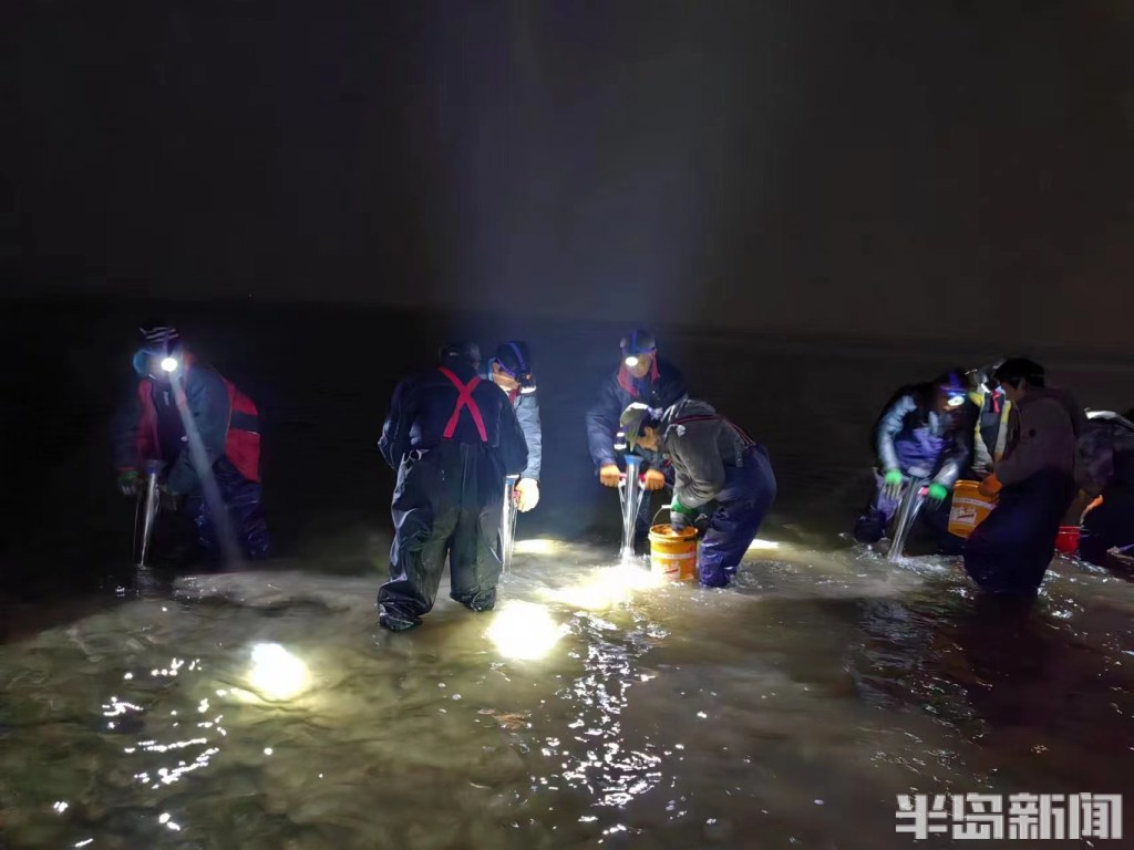 江苏海草床面积,海草床严重退化该如何修复