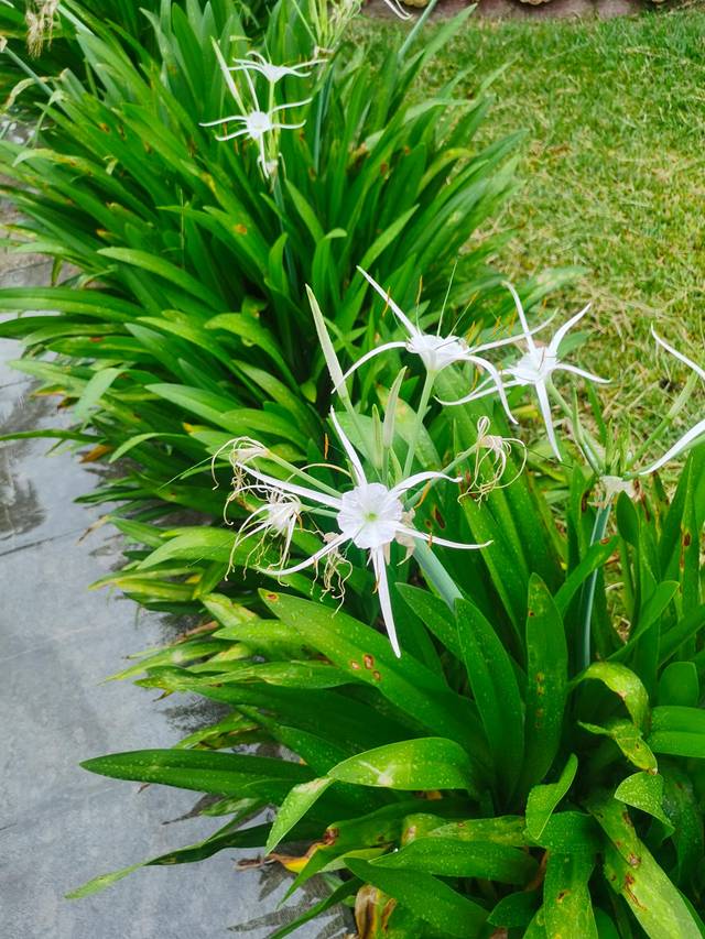 从西双版纳到老挝琅勃拉邦