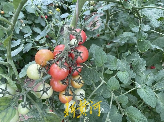 85后大学生回家种地年收入1800万,浙江95后女生辞工作种田年赚75万